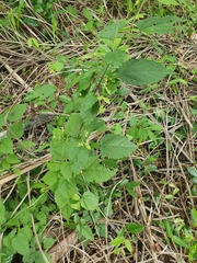 Mallotus oppositifolius