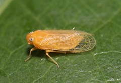 Haplaxius fulvus