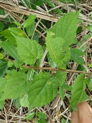 Mallotus oppositifolius