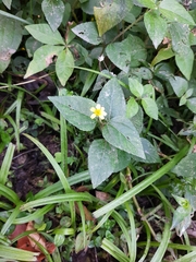 Calyptocarpus vialis