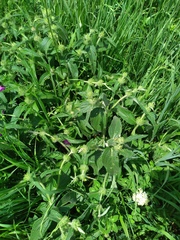Phlomoides tuberosa