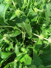 Phlomoides tuberosa