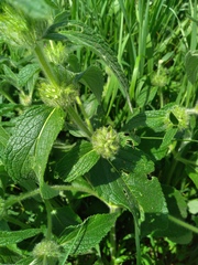 Phlomoides tuberosa