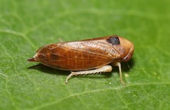 Oncopsis nigrinasi