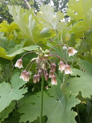 Allium tripedale
