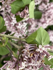 Syringa meyeri