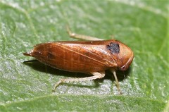 Oncopsis nigrinasi