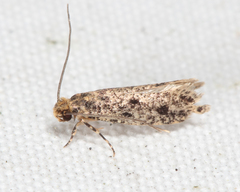 Niditinea orleansella