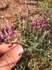 Astragalus amphioxys