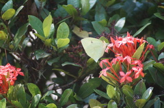 Phoebis neocypris neocypris