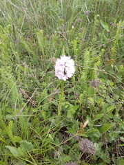 Neotinea tridentata tridentata