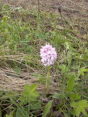 Neotinea tridentata tridentata