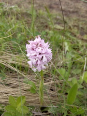 Neotinea tridentata tridentata