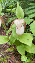Cypripedium
