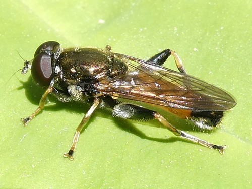 Orange-belted Leafwalker photo 5