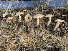 Lepiota brunneoincarnata
