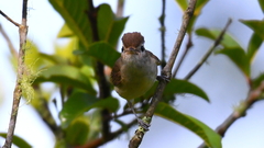 Vireo leucophrys