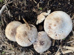 Lepiota brunneoincarnata