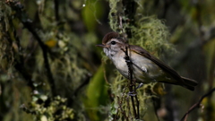 Vireo leucophrys