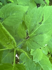 Leiobunum calcar