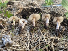 Lepiota brunneoincarnata