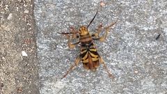Xylotrechus chinensis