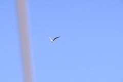 Chroicocephalus cirrocephalus