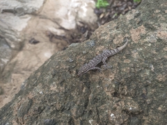 Phyllodactylus ventralis