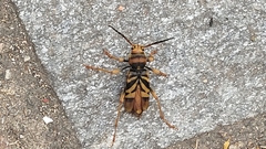 Xylotrechus chinensis