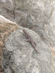 Phyllodactylus ventralis