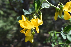 Colutea