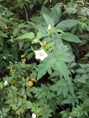 Rubus rosifolius