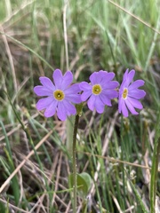 Primula finmarchica