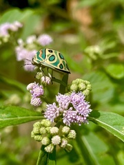 Sphaerocoris annulus