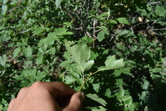 Torminalis glaberrima