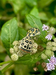 Sphaerocoris annulus