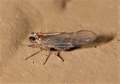 Muellerianella laminalis