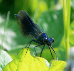 Calopteryx splendens