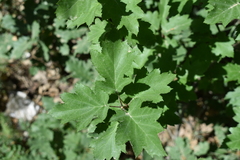 Torminalis glaberrima