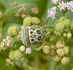 Sphaerocoris annulus