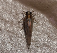 Muellerianella laminalis