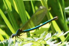 Calopteryx splendens
