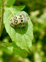 Sphaerocoris annulus