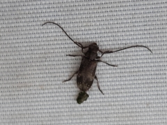 Exocentrus adspersus