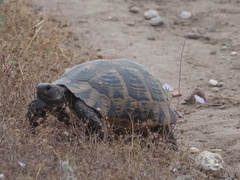 Testudo graeca ibera