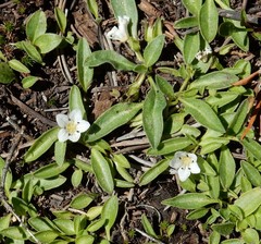 Hesperochiron pumilus