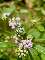 Sphaerocoris annulus
