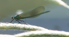 Calopteryx splendens
