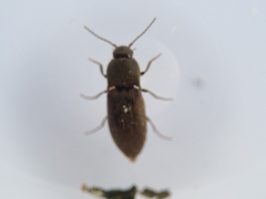 Agriotes obscurus