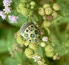 Sphaerocoris annulus